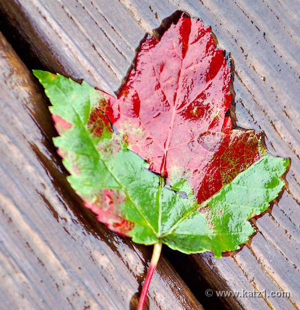 Autumn's First Casualty